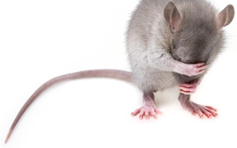 Mouse Control in Chattanooga, TN in Chattanooga
